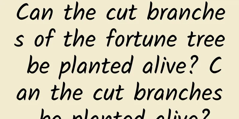 Can the cut branches of the fortune tree be planted alive? Can the cut branches be planted alive?
