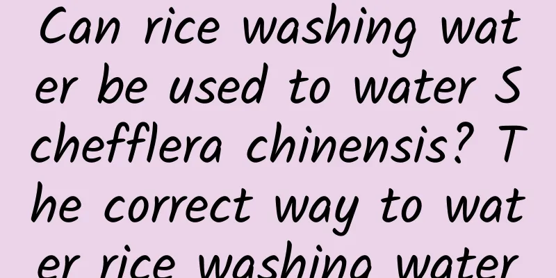 Can rice washing water be used to water Schefflera chinensis? The correct way to water rice washing water