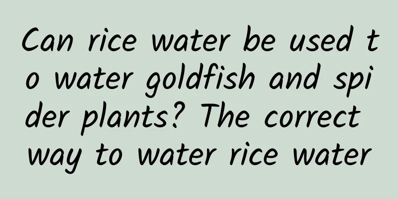 Can rice water be used to water goldfish and spider plants? The correct way to water rice water