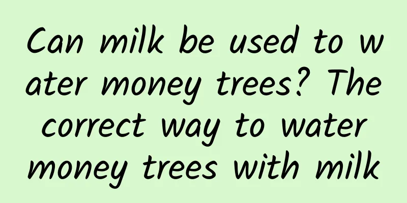 Can milk be used to water money trees? The correct way to water money trees with milk