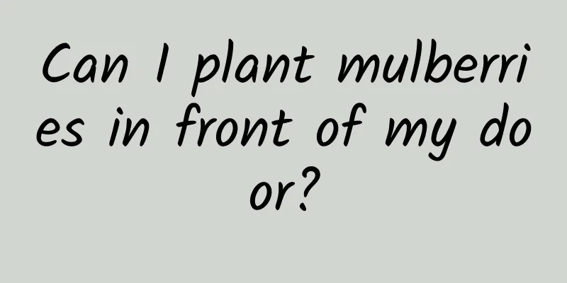 Can I plant mulberries in front of my door?