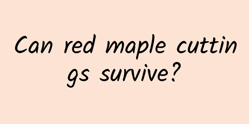 Can red maple cuttings survive?