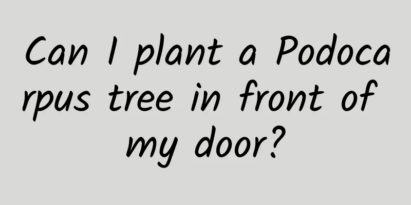 Can I plant a Podocarpus tree in front of my door?