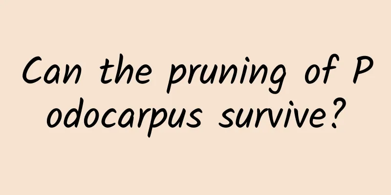 Can the pruning of Podocarpus survive?
