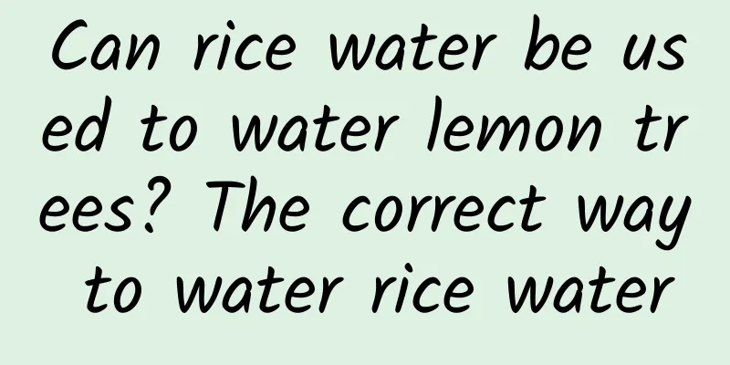 Can rice water be used to water lemon trees? The correct way to water rice water