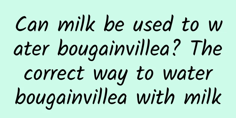 Can milk be used to water bougainvillea? The correct way to water bougainvillea with milk