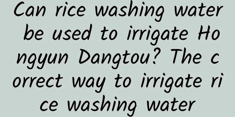 Can rice washing water be used to irrigate Hongyun Dangtou? The correct way to irrigate rice washing water