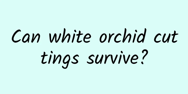 Can white orchid cuttings survive?