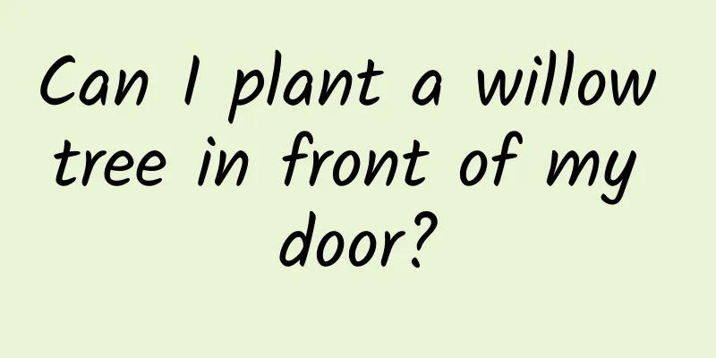 Can I plant a willow tree in front of my door?