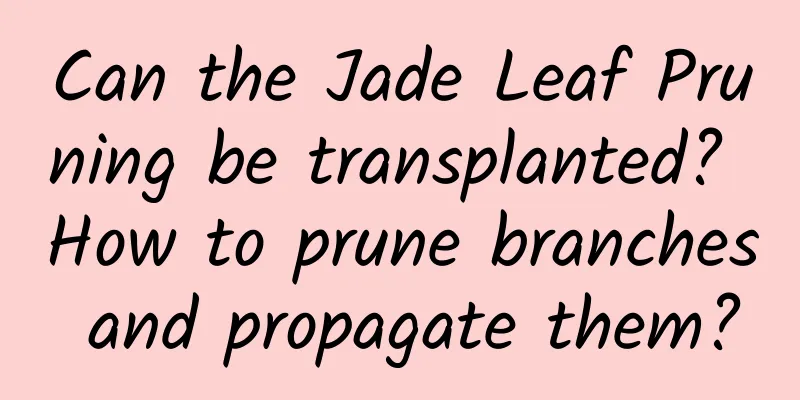 Can the Jade Leaf Pruning be transplanted? How to prune branches and propagate them?