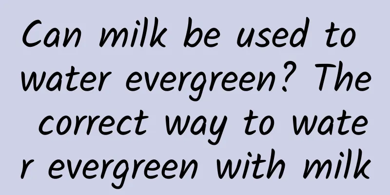 Can milk be used to water evergreen? The correct way to water evergreen with milk