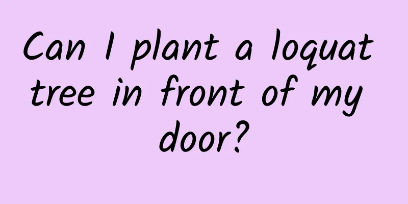 Can I plant a loquat tree in front of my door?