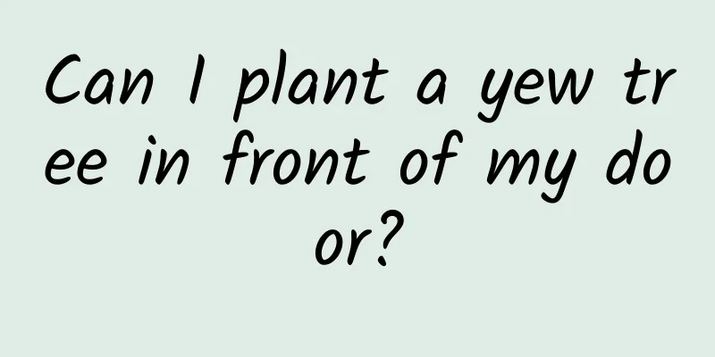 Can I plant a yew tree in front of my door?