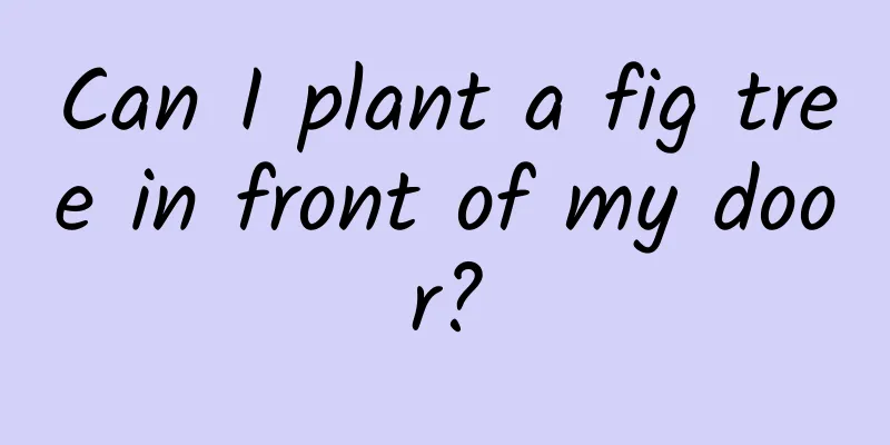 Can I plant a fig tree in front of my door?