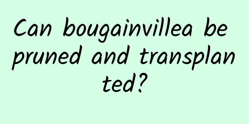 Can bougainvillea be pruned and transplanted?