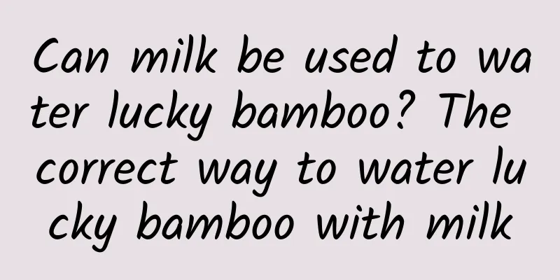 Can milk be used to water lucky bamboo? The correct way to water lucky bamboo with milk