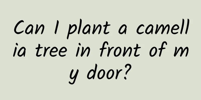 Can I plant a camellia tree in front of my door?