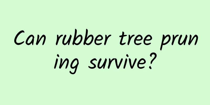 Can rubber tree pruning survive?