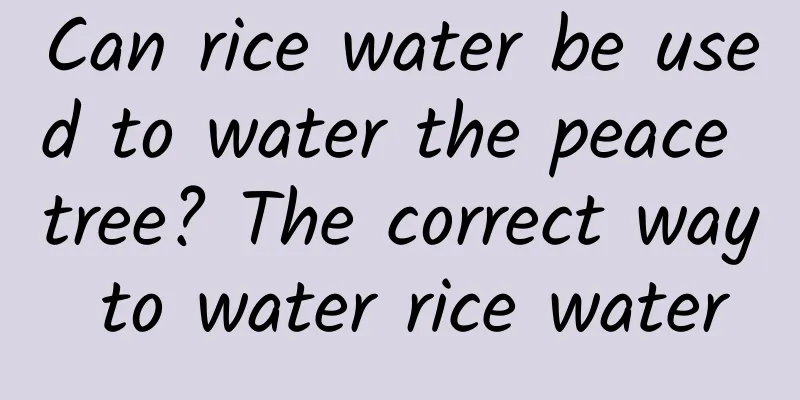 Can rice water be used to water the peace tree? The correct way to water rice water