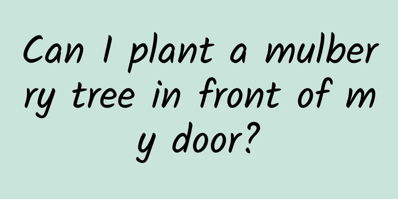 Can I plant a mulberry tree in front of my door?