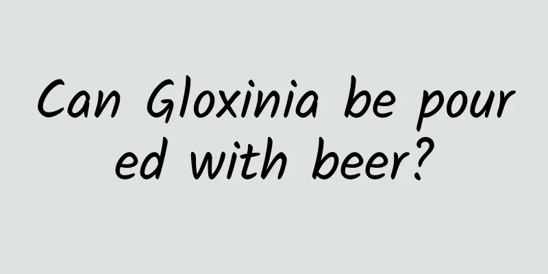 Can Gloxinia be poured with beer?