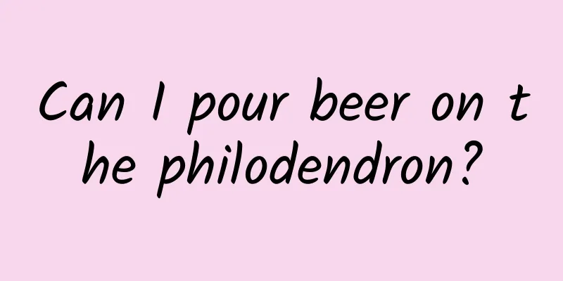 Can I pour beer on the philodendron?