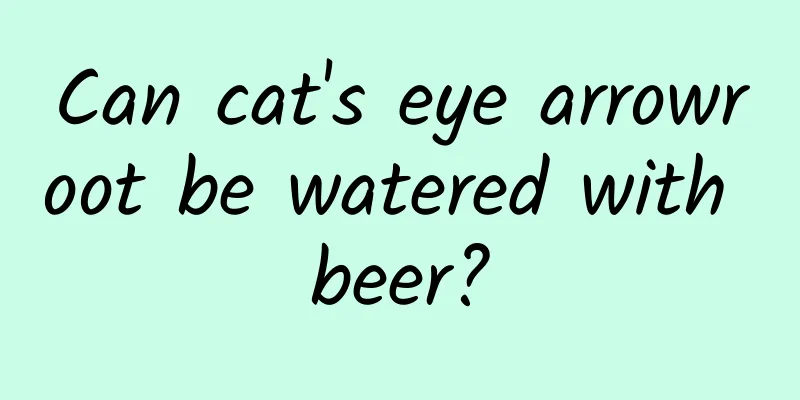 Can cat's eye arrowroot be watered with beer?