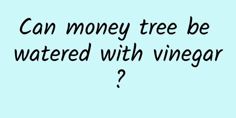 Can money tree be watered with vinegar?