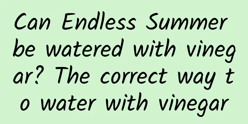 Can Endless Summer be watered with vinegar? The correct way to water with vinegar