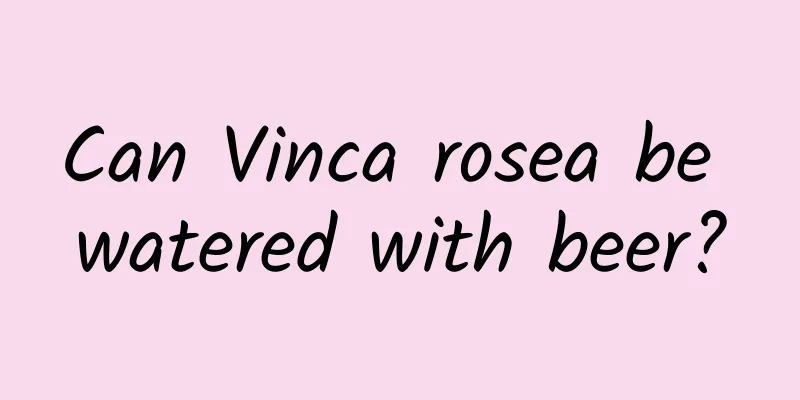 Can Vinca rosea be watered with beer?