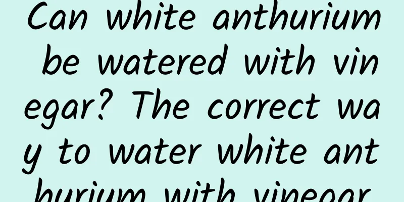 Can white anthurium be watered with vinegar? The correct way to water white anthurium with vinegar