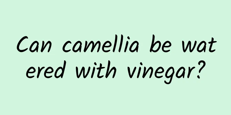 Can camellia be watered with vinegar?