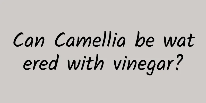 Can Camellia be watered with vinegar?