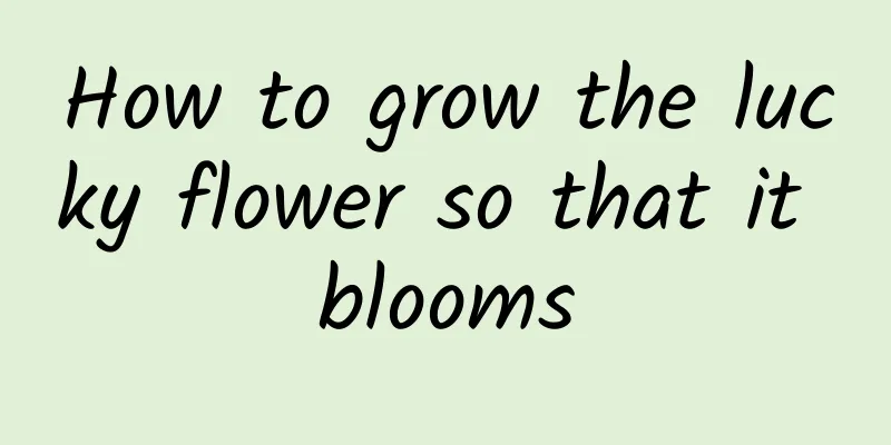 How to grow the lucky flower so that it blooms