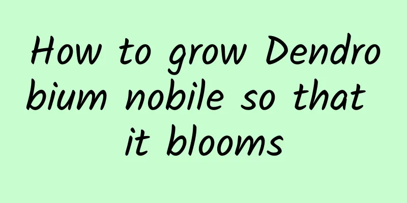 How to grow Dendrobium nobile so that it blooms