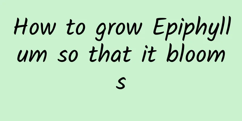 How to grow Epiphyllum so that it blooms