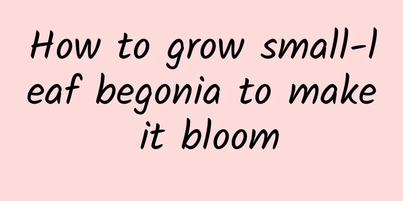How to grow small-leaf begonia to make it bloom