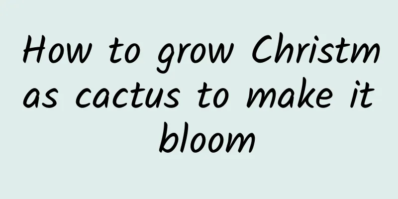 How to grow Christmas cactus to make it bloom