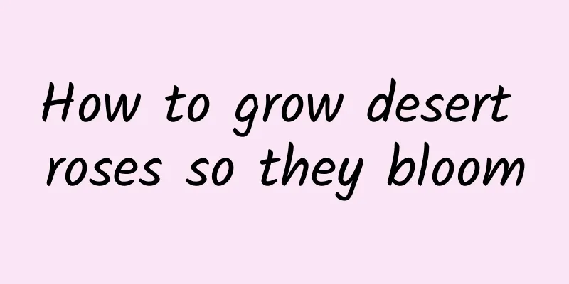 How to grow desert roses so they bloom