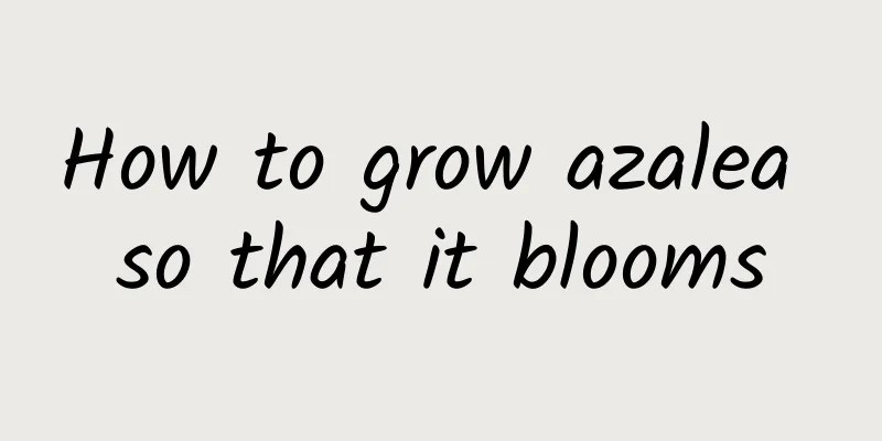 How to grow azalea so that it blooms