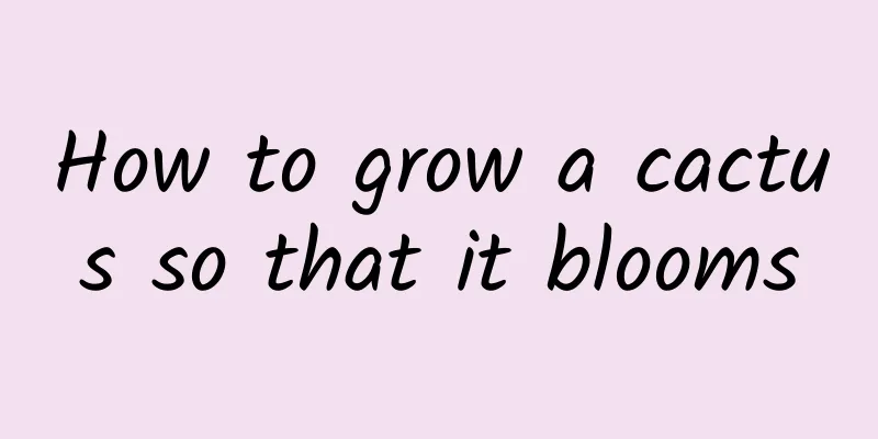 How to grow a cactus so that it blooms