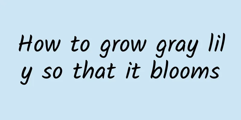 How to grow gray lily so that it blooms