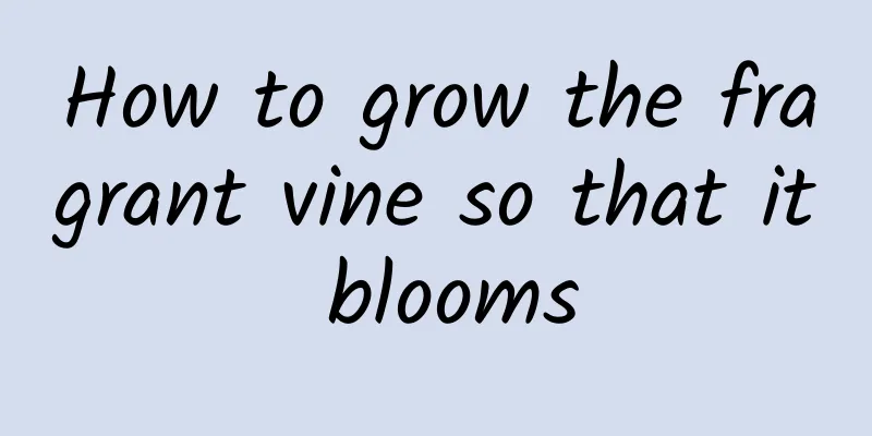 How to grow the fragrant vine so that it blooms