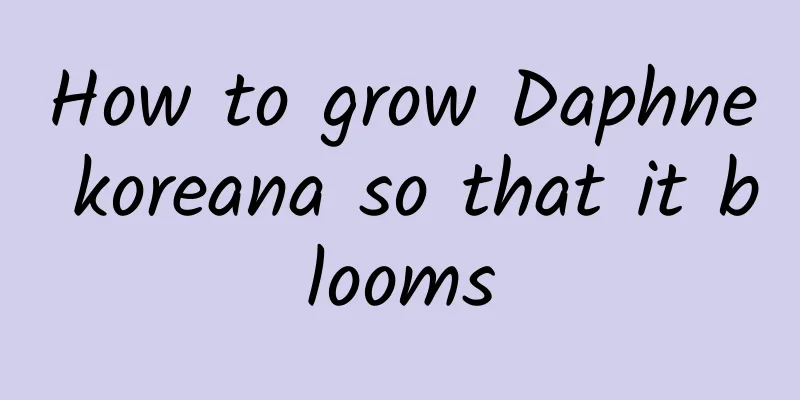 How to grow Daphne koreana so that it blooms
