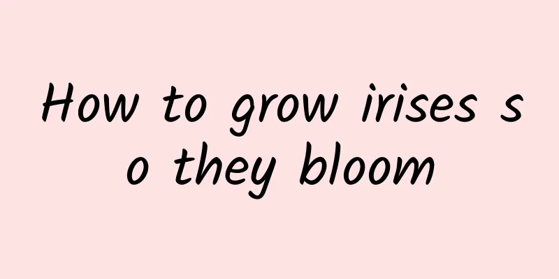 How to grow irises so they bloom