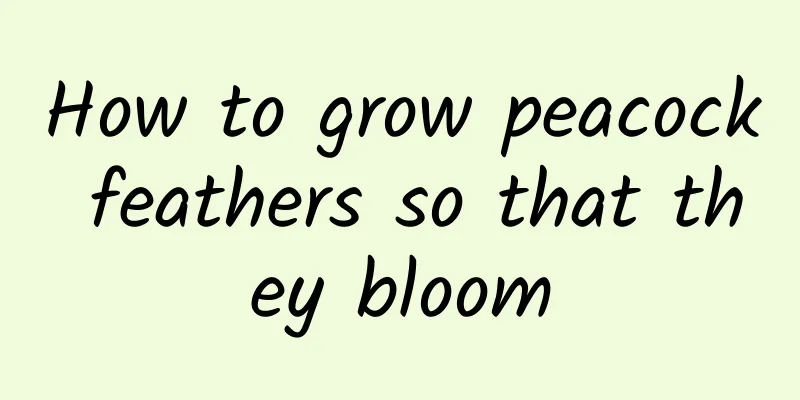 How to grow peacock feathers so that they bloom