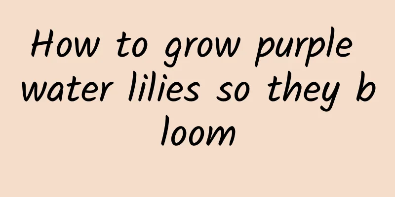 How to grow purple water lilies so they bloom