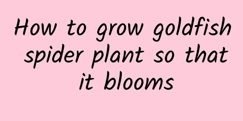 How to grow goldfish spider plant so that it blooms
