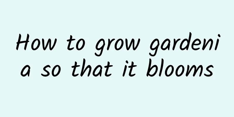 How to grow gardenia so that it blooms