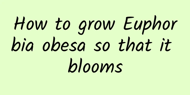 How to grow Euphorbia obesa so that it blooms